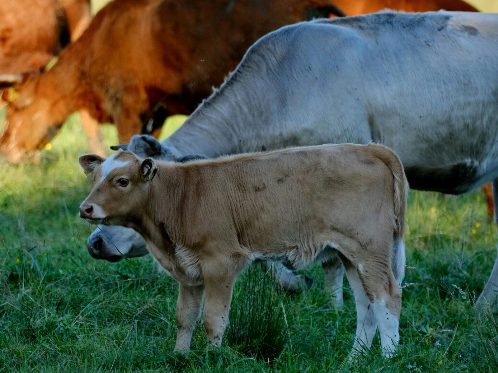 Herd of cows with a calf grazing in a green pasture on a sunny day.
